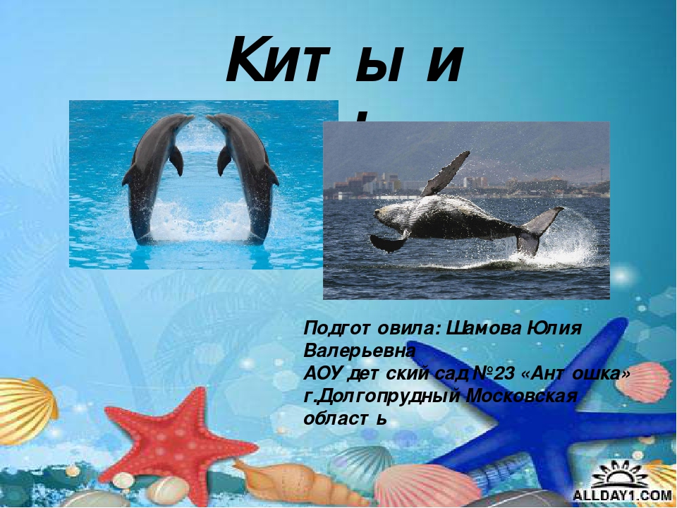 Презентация "Киты и дельфины"