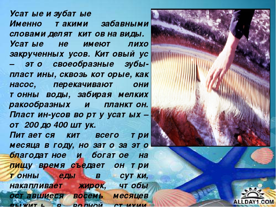 Презентация "Киты и дельфины"
