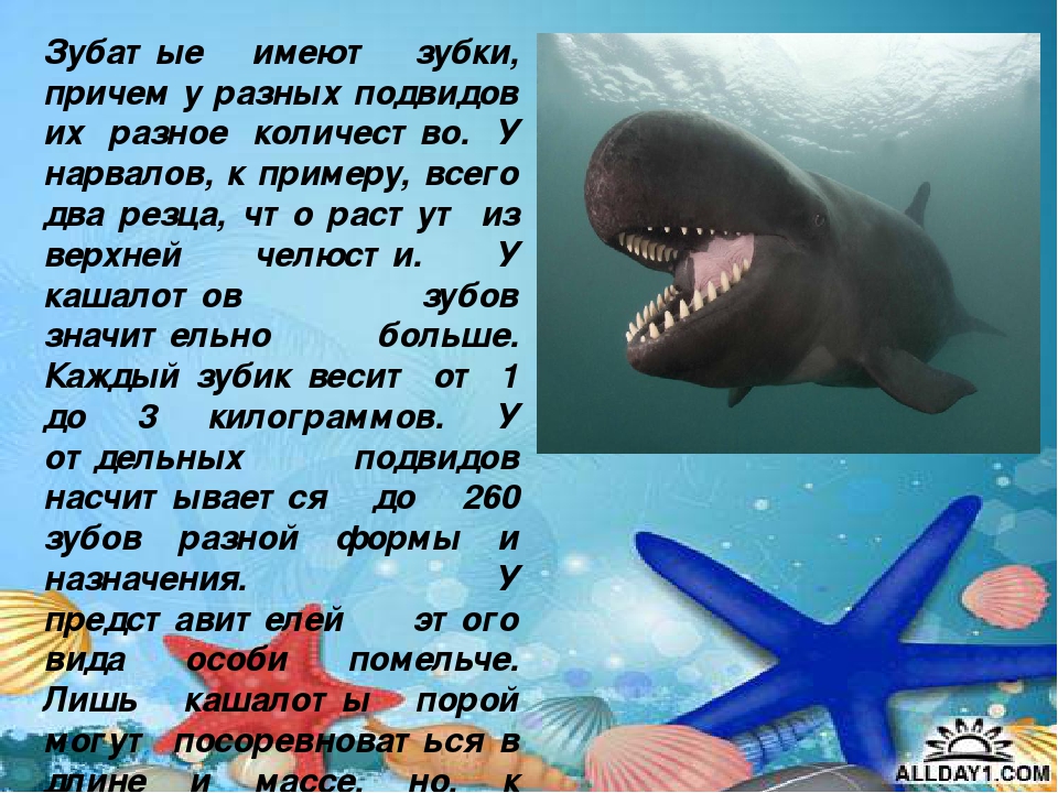 Презентация "Киты и дельфины"