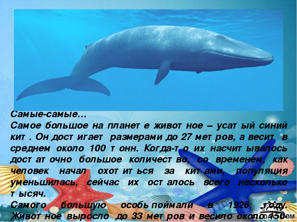 Презентация "Киты и дельфины"