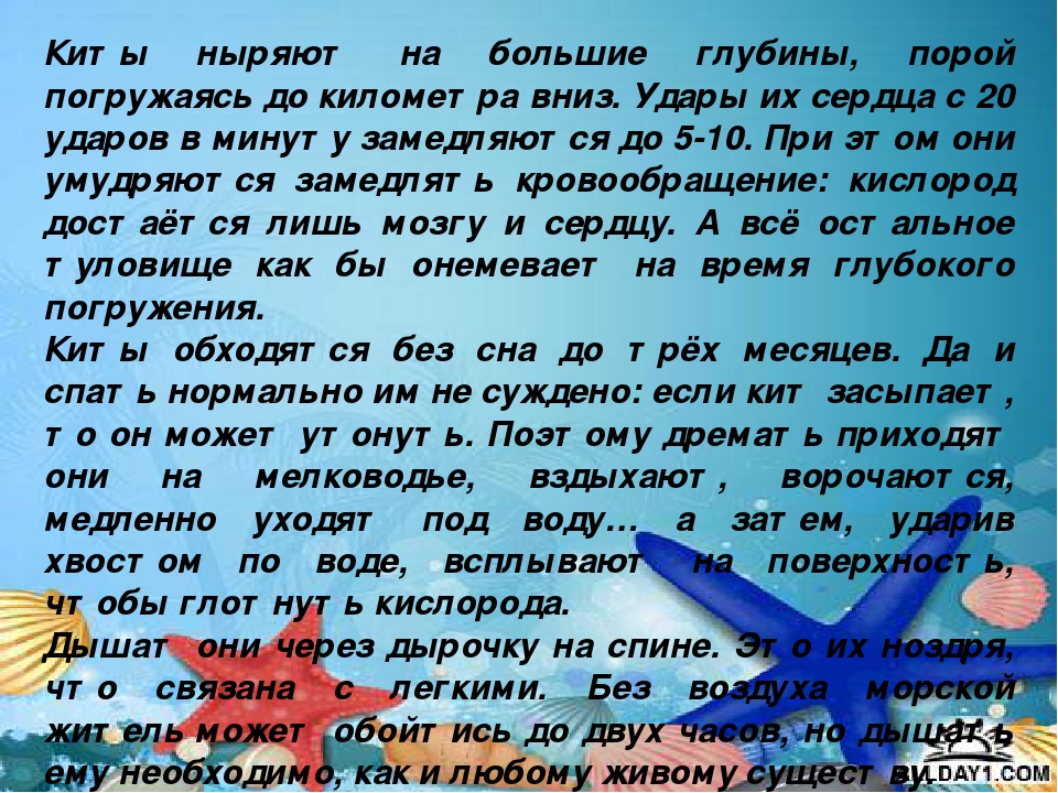 Презентация "Киты и дельфины"