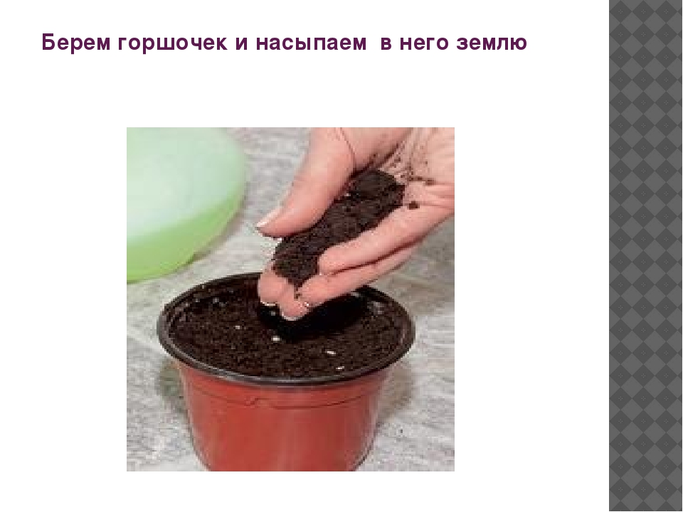 Презентация "Как растет перец"