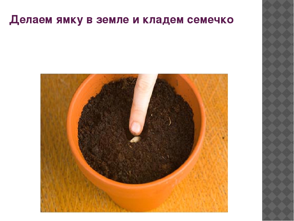 Презентация "Как растет перец"