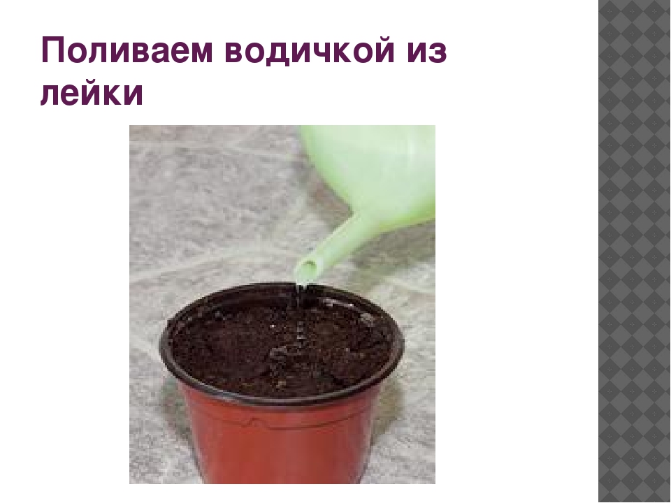 Презентация "Как растет перец"