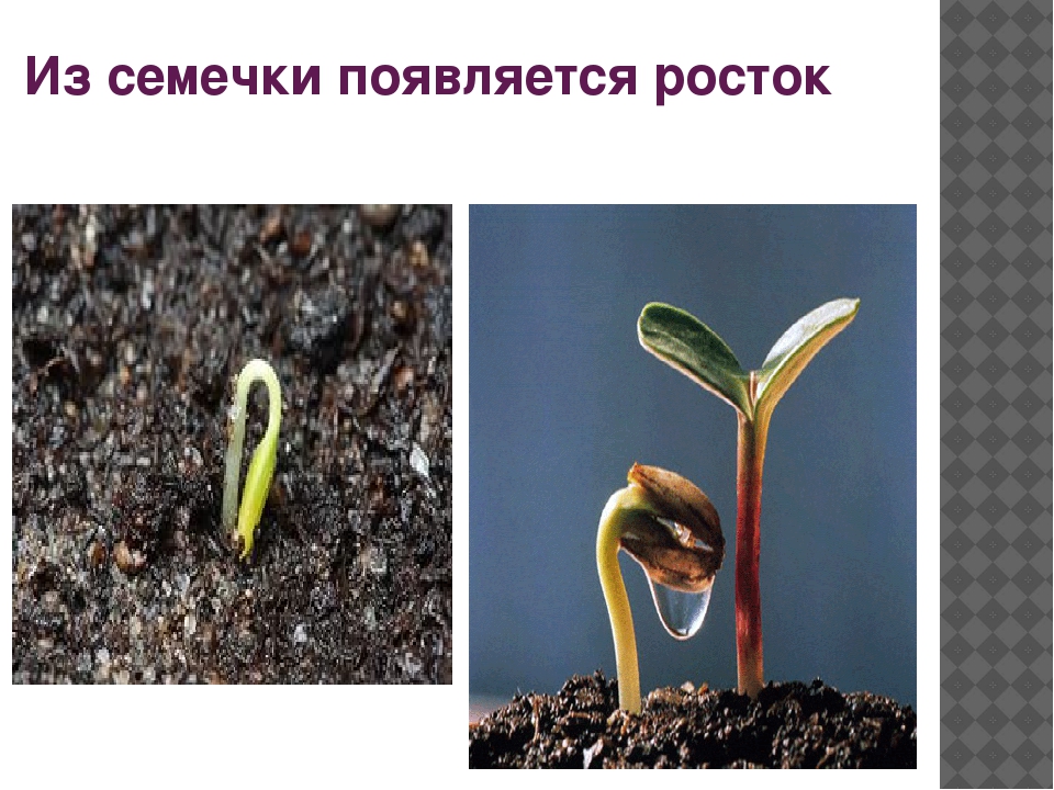Презентация "Как растет перец"