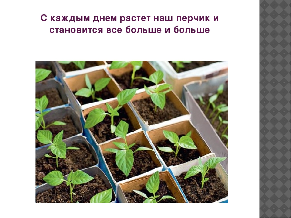 Презентация "Как растет перец"