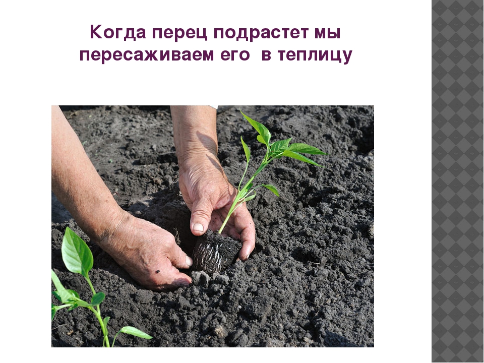 Презентация "Как растет перец"