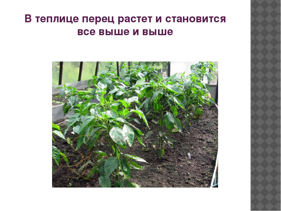 Презентация "Как растет перец"