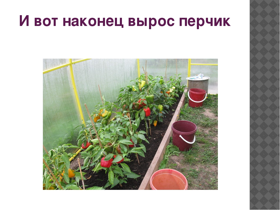 Презентация "Как растет перец"