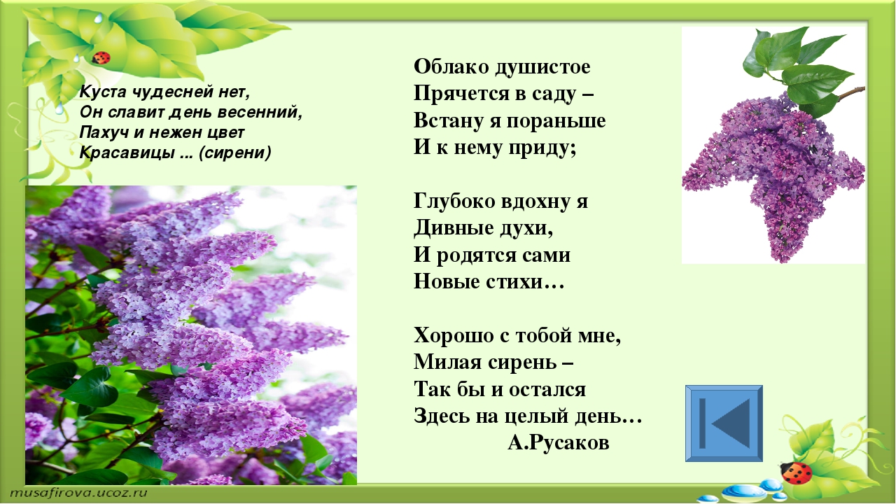 Игра для старших дошкольников РЕБУСЫ "Растения"
