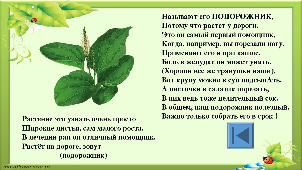 Игра для старших дошкольников РЕБУСЫ "Растения"
