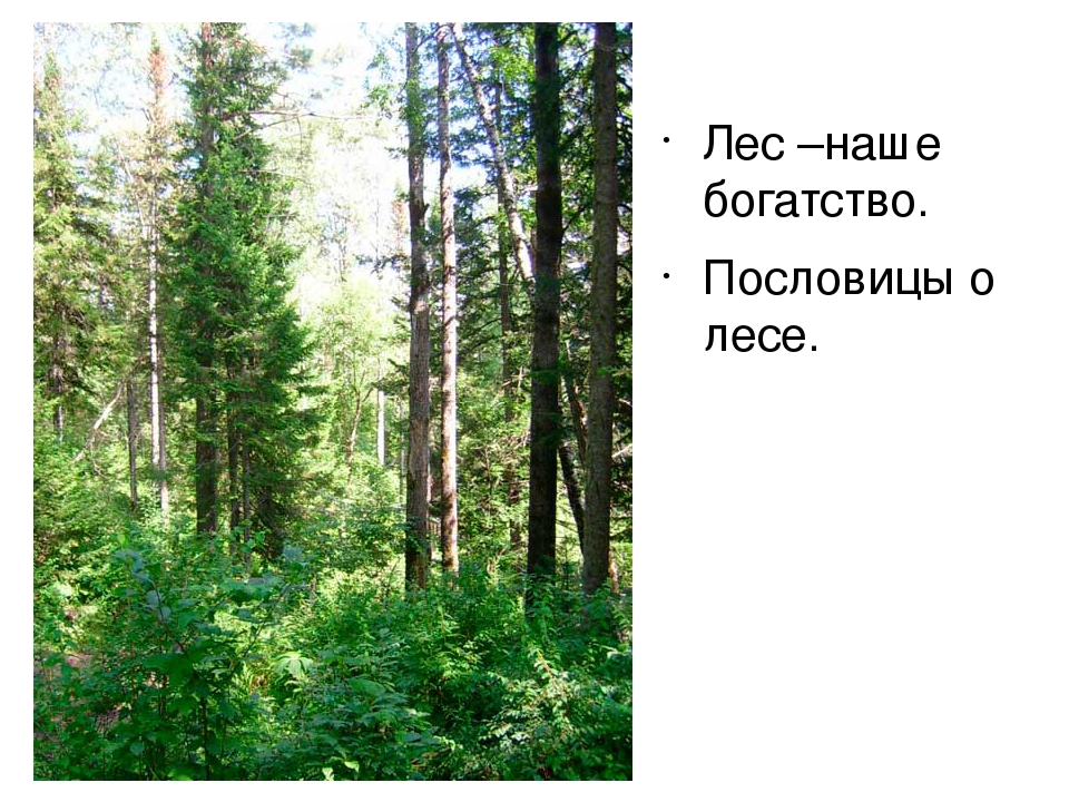 Презентация к занятию по экологии "Берегите природу".