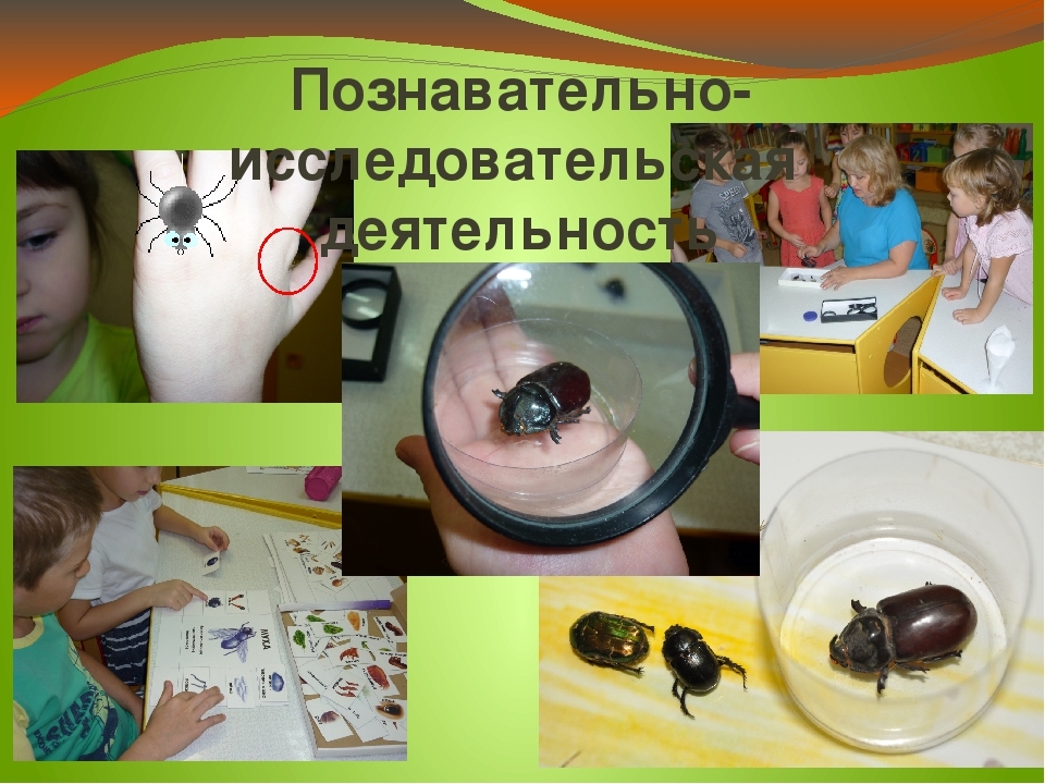 Презентация проекта "Хочу всё знать про насекомых"