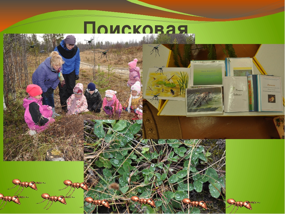 Презентация проекта "Хочу всё знать про насекомых"