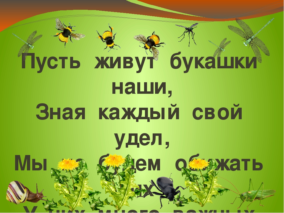 Презентация проекта "Хочу всё знать про насекомых"