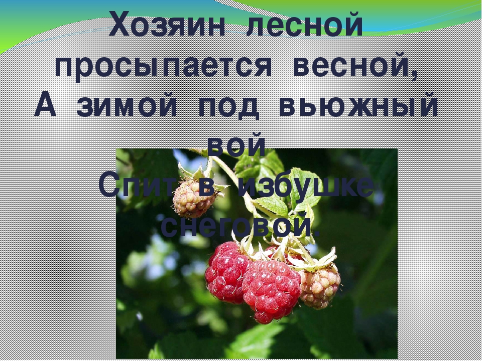 Дидактическая игра "Животные Коми Республики"
