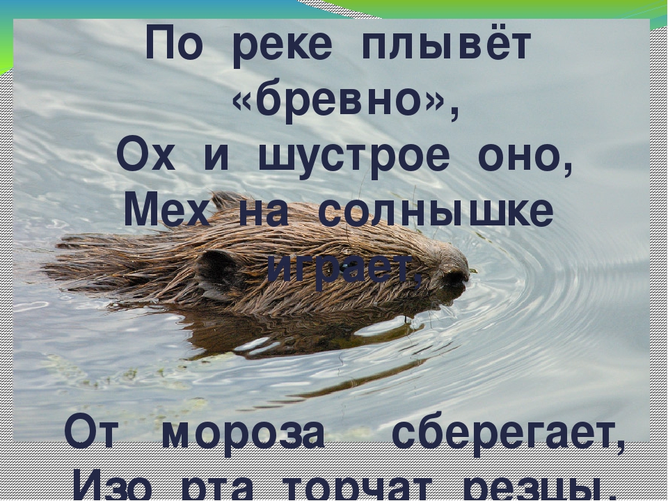 По реке плывет бревно. Бревно плывет по реке. Плывет бревнышко. Почему плывет бревно. Почему плавает бревно.