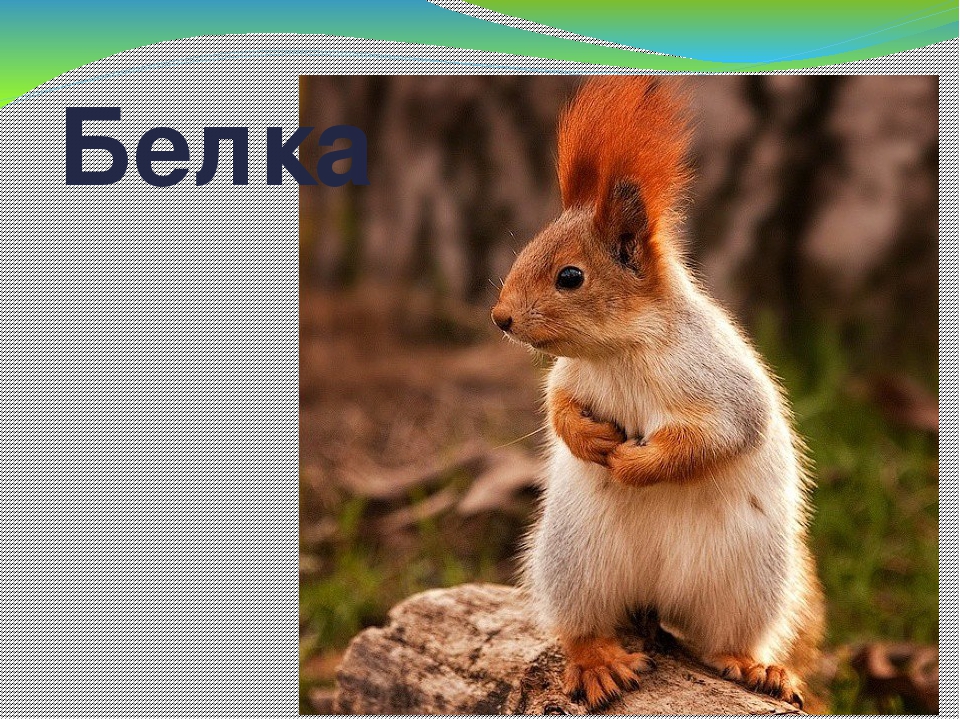 Дидактическая игра "Животные Коми Республики"