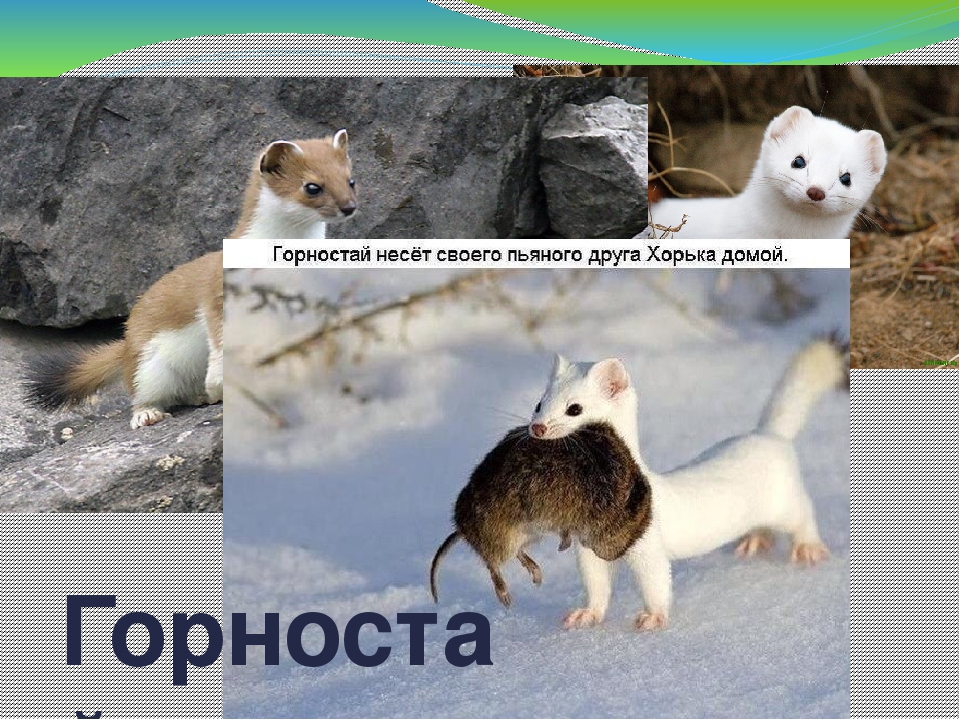 Дидактическая игра "Животные Коми Республики"