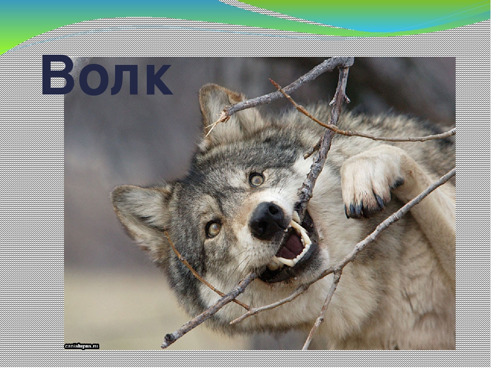 Дидактическая игра "Животные Коми Республики"
