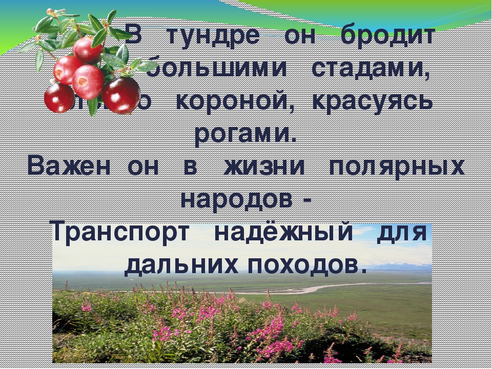 Дидактическая игра "Животные Коми Республики"