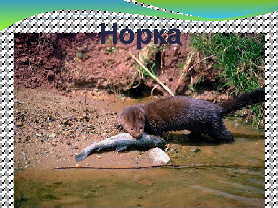 Дидактическая игра "Животные Коми Республики"