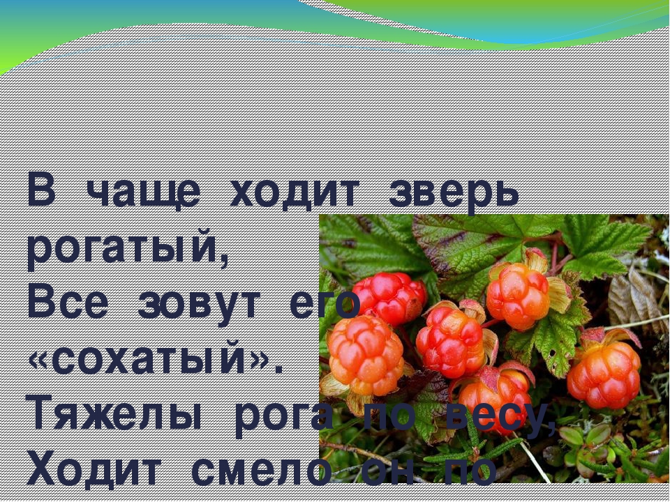 Дидактическая игра "Животные Коми Республики"