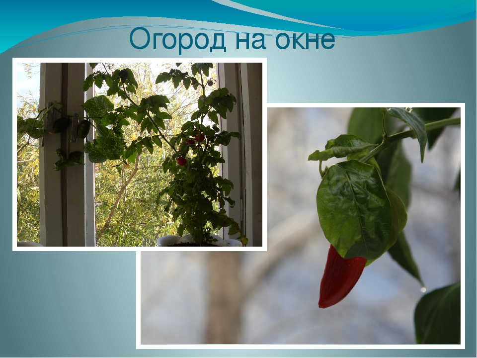 Презентация "Опыт работы с детьми старшего дошкольного возраста"