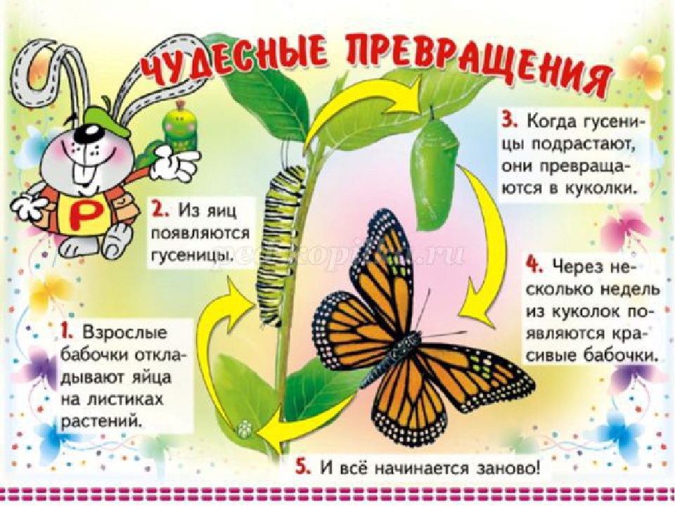 Презентация по окружающему миру на тему: "Бабочки"
