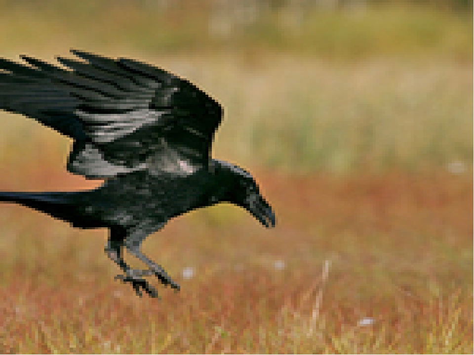 Сколько живет ворон в дикой. 300 Летний ворон. Вороны живут 300 лет. Сколько живут вороны. Сколько живет черный ворон.