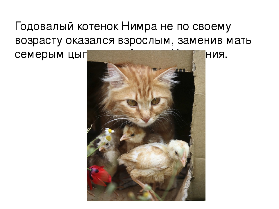 ПРЕЗЕНТАЦИЯ «Лучшее слово о дружбе»