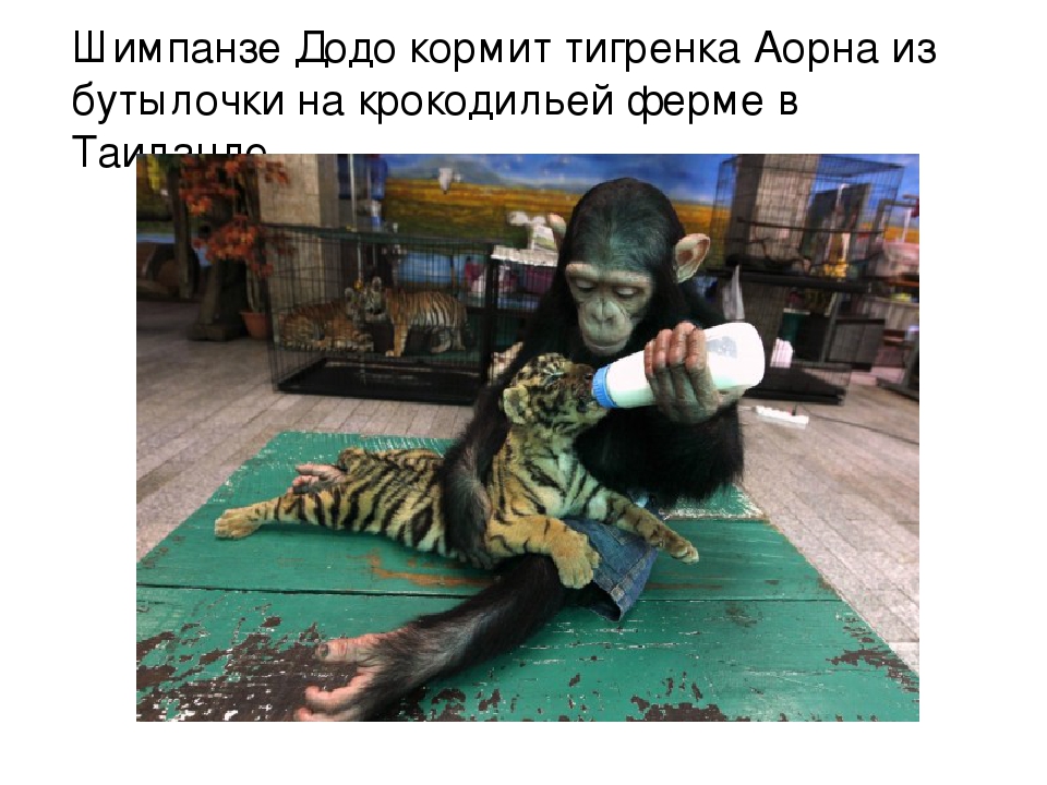 ПРЕЗЕНТАЦИЯ «Лучшее слово о дружбе»