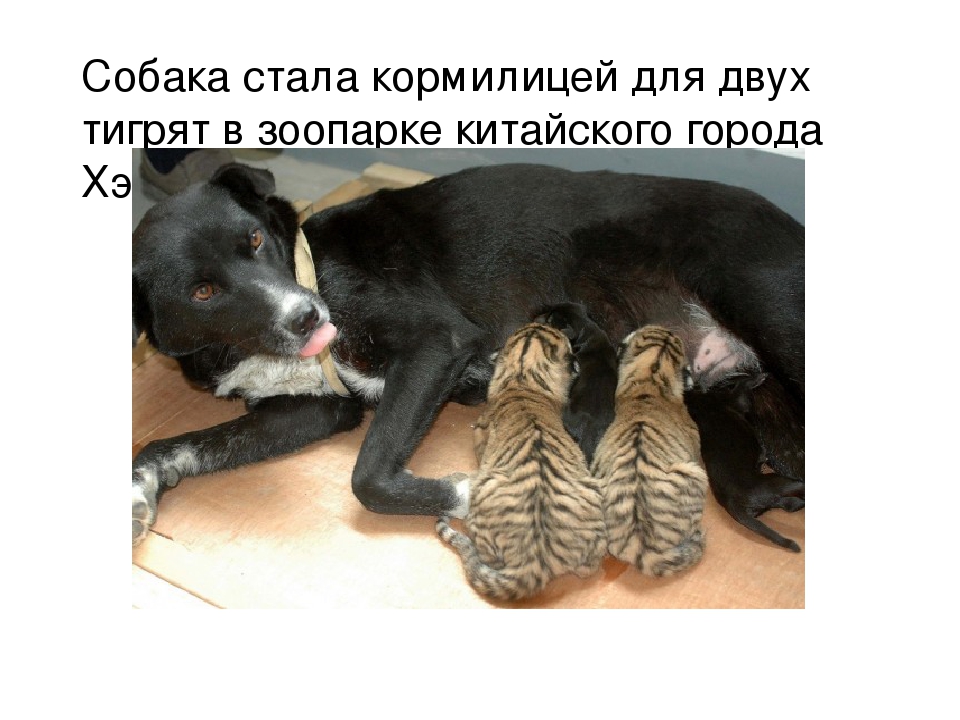 ПРЕЗЕНТАЦИЯ «Лучшее слово о дружбе»