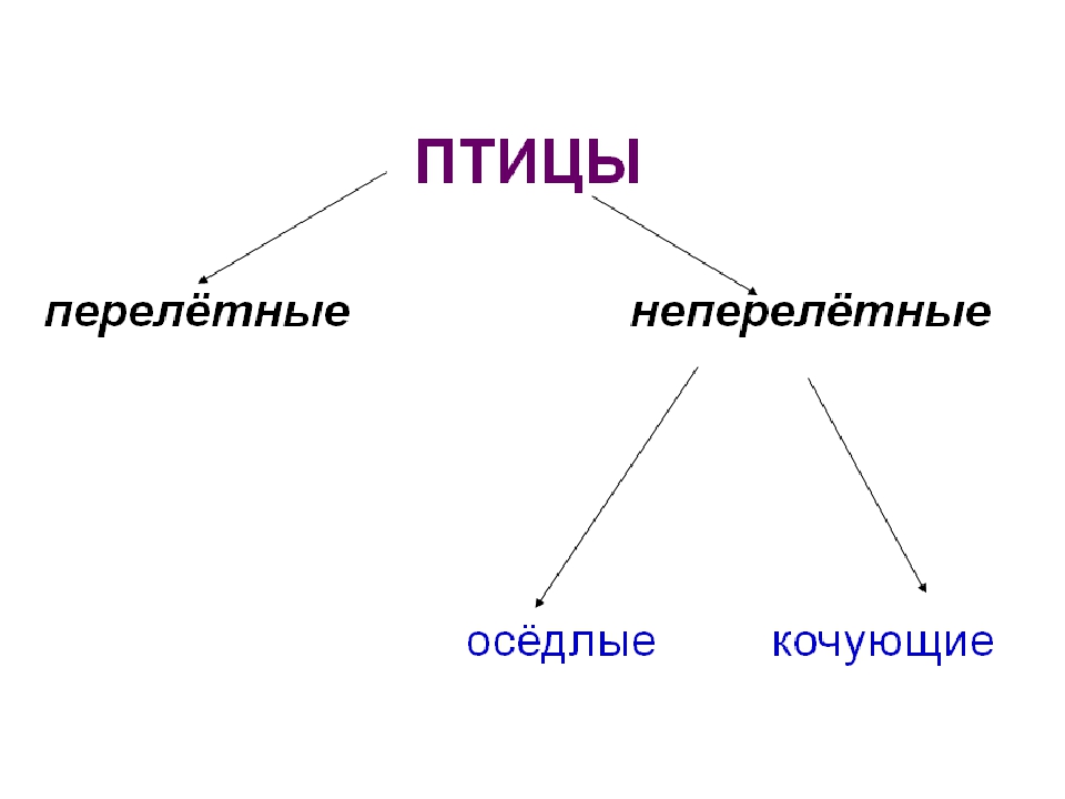 ПРЕЗЕНТАЦИЯ «Птицы наших лесов»