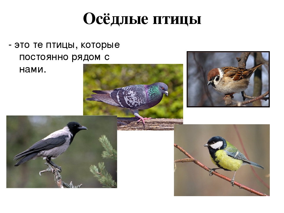 Оседлые особенности. Оседлые птицы. Оседлые птицы для детей. Оседлые птицы названия. Оседлые птицы для дошкольников.
