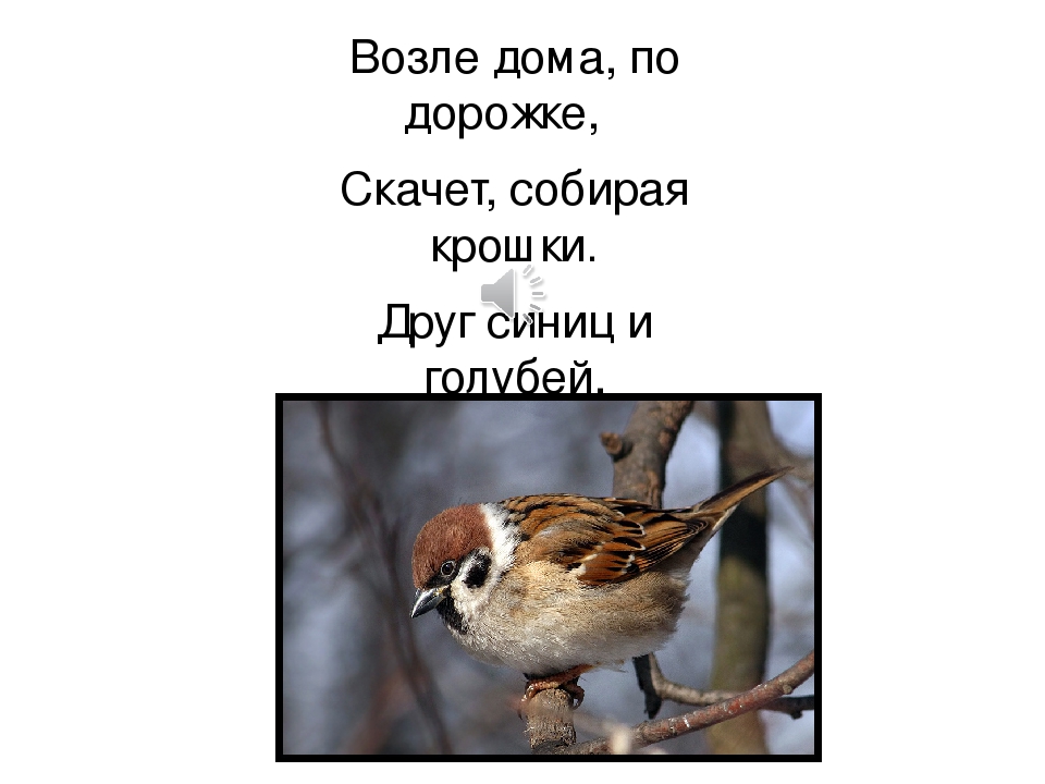 ПРЕЗЕНТАЦИЯ «Птицы наших лесов»