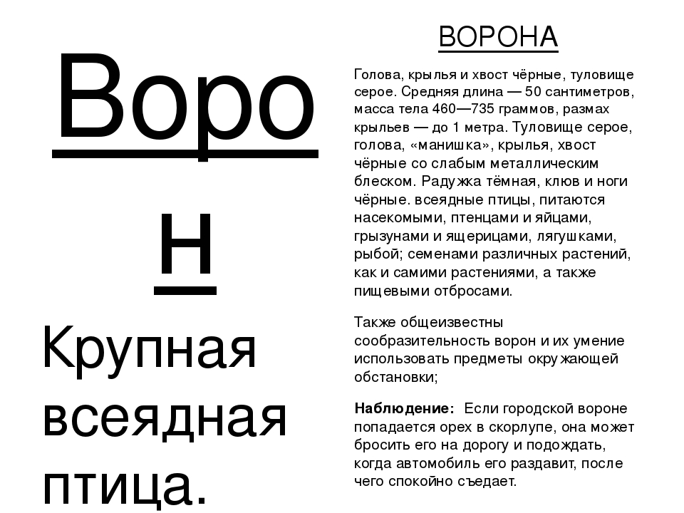 ПРЕЗЕНТАЦИЯ «Птицы наших лесов»