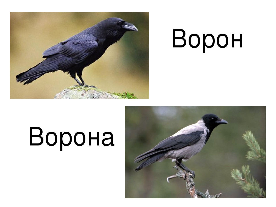 Ворон и ворона. Ворон и ворона отличие. Ворон и ворона разные птицы. Вороны и вороны разница.