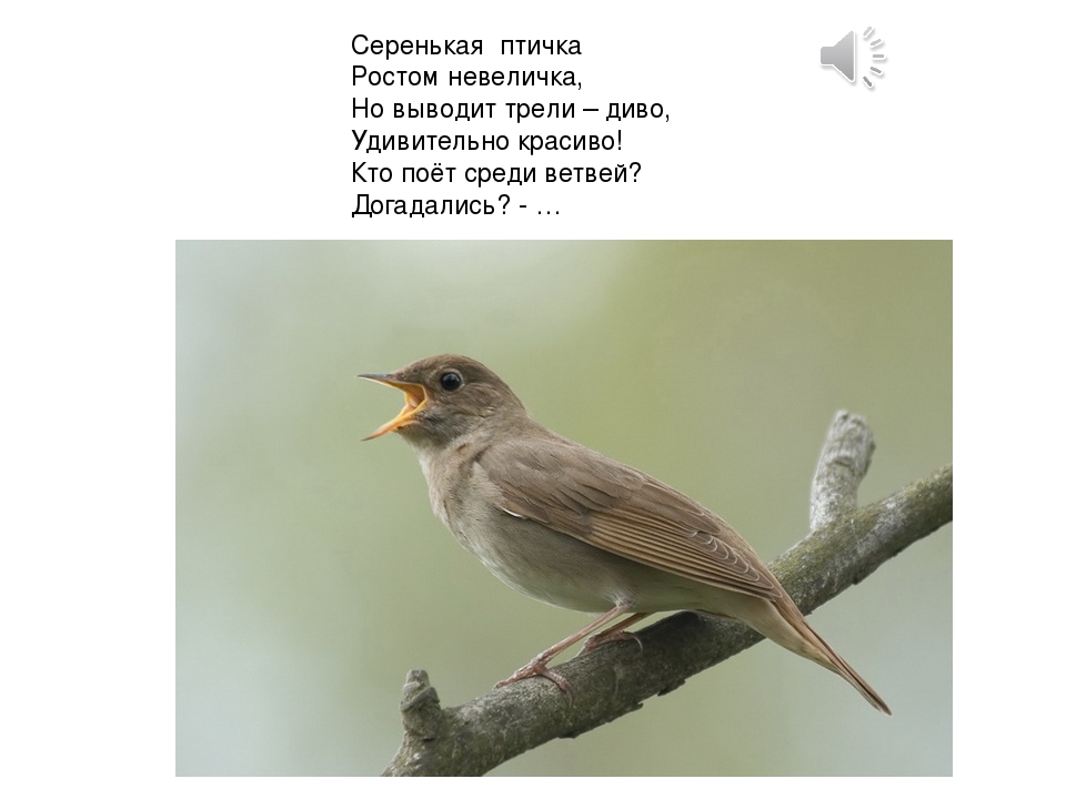ПРЕЗЕНТАЦИЯ «Птицы наших лесов»