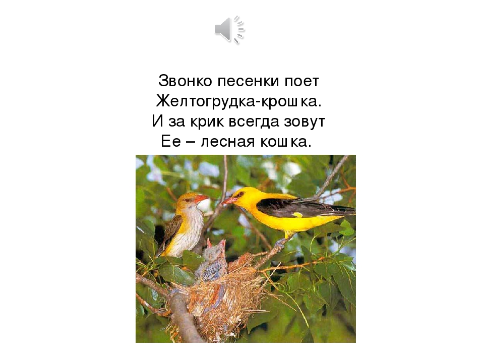 ПРЕЗЕНТАЦИЯ «Птицы наших лесов»