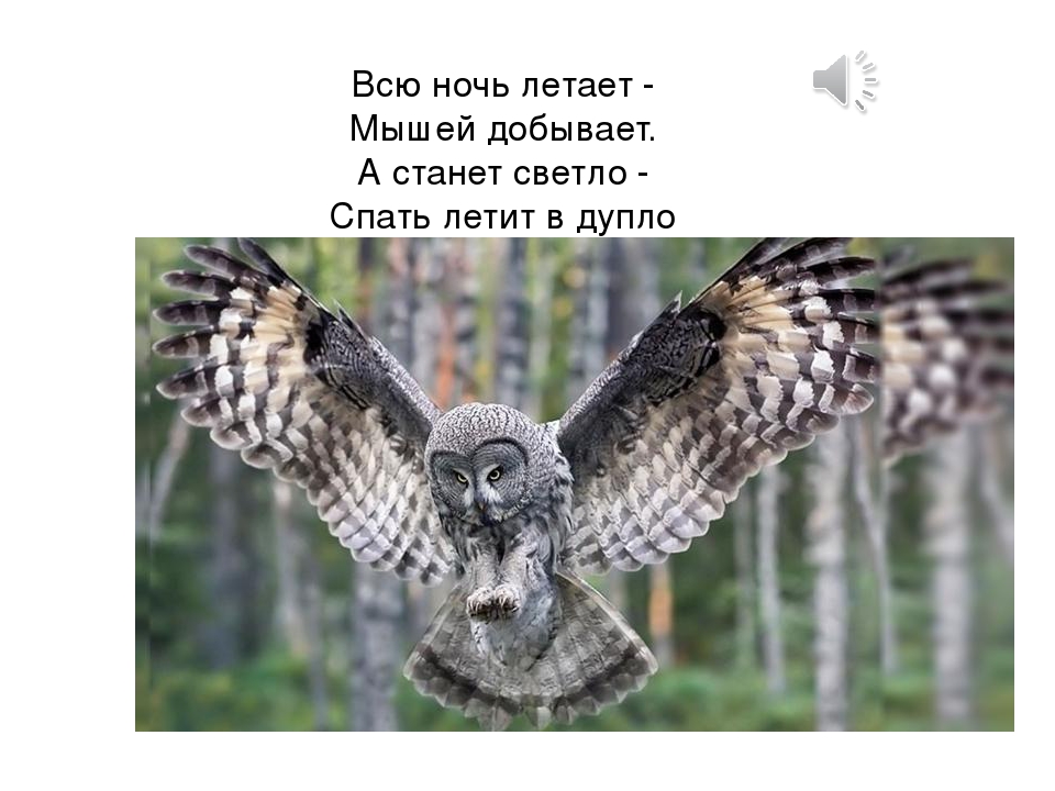 ПРЕЗЕНТАЦИЯ «Птицы наших лесов»
