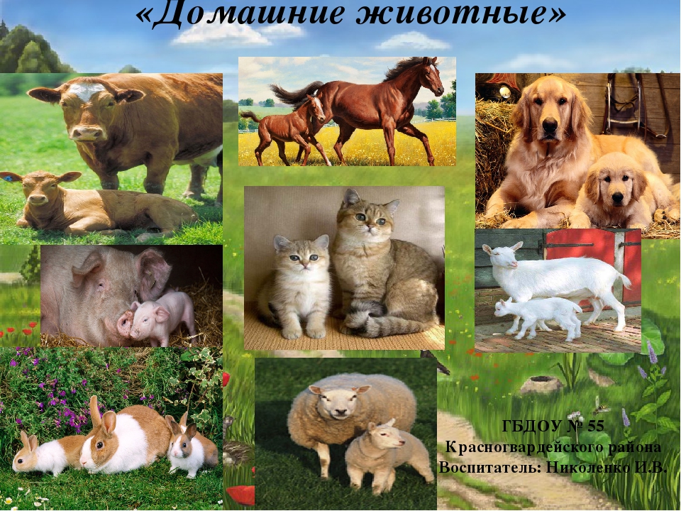 Презентация на тему " Домашние животные".