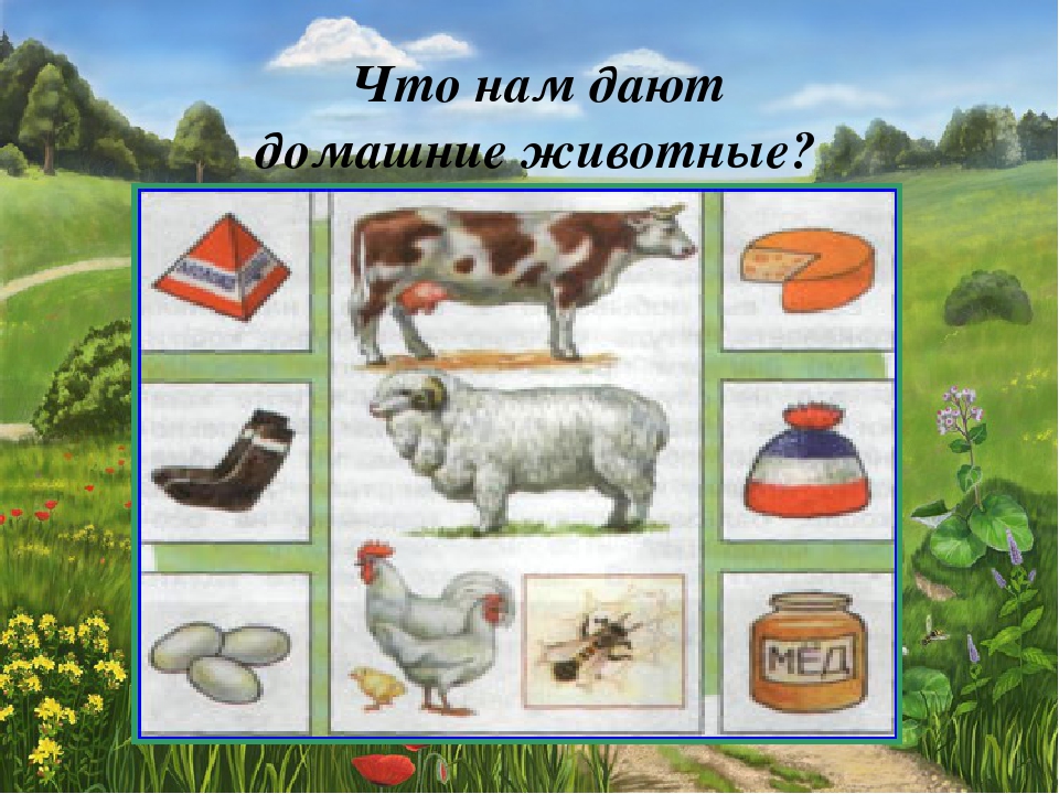 Что дают животные человеку. Что нам дают домашние животные. Польза домашних животных для детей. Что дают домашние животные человеку.