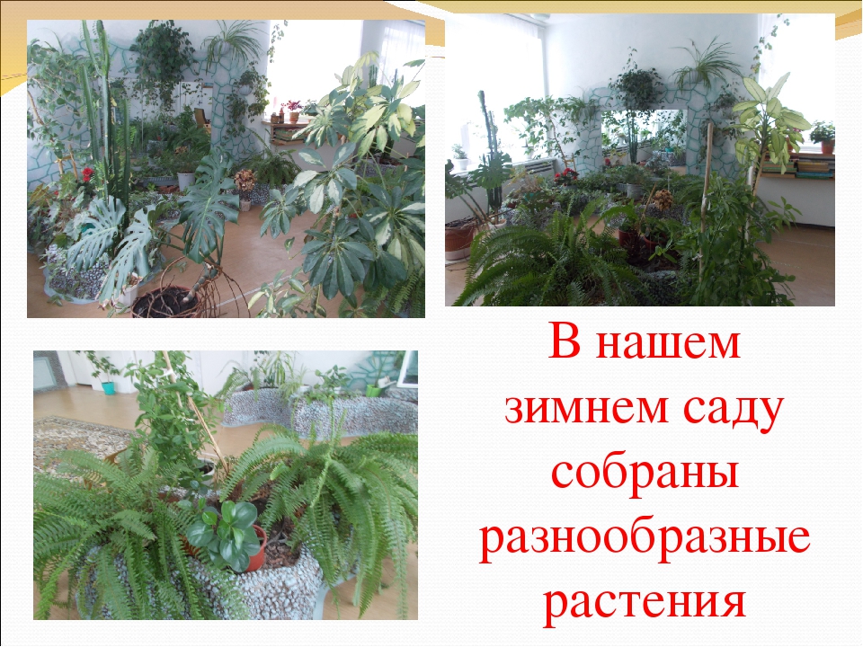Презентация "Экологическая тропинка в зимнем саду"