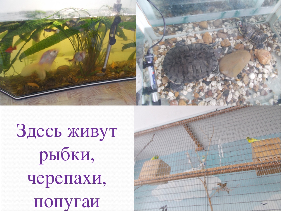 Презентация "Экологическая тропинка в зимнем саду"