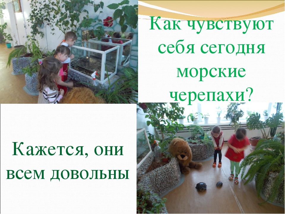 Презентация "Экологическая тропинка в зимнем саду"