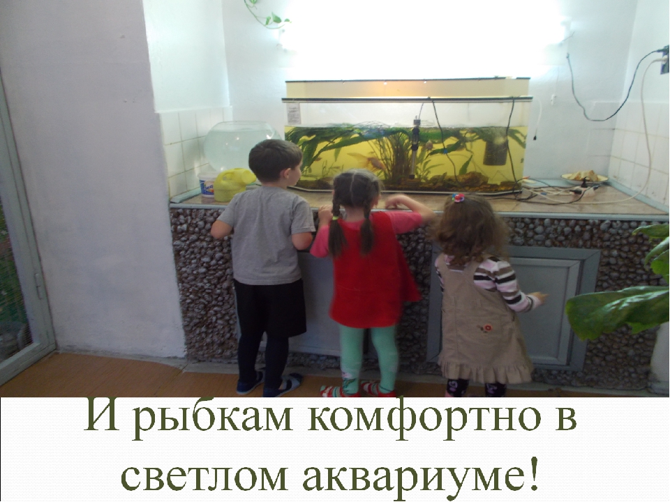 Презентация "Экологическая тропинка в зимнем саду"