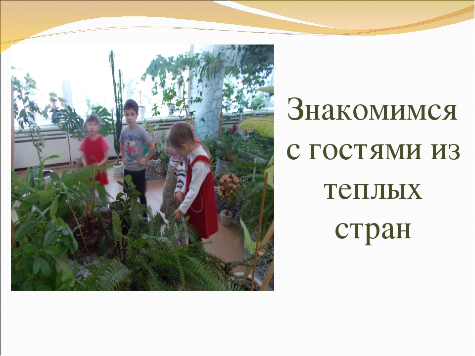 Презентация "Экологическая тропинка в зимнем саду"