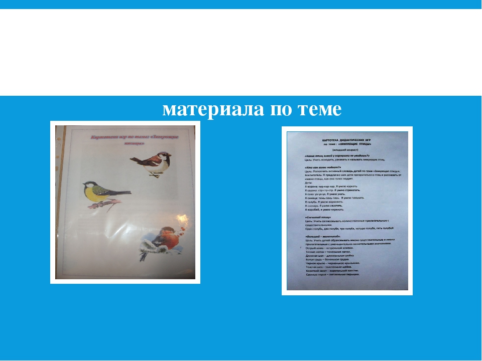 Отчёт проекта "Зимующие Птицы"
