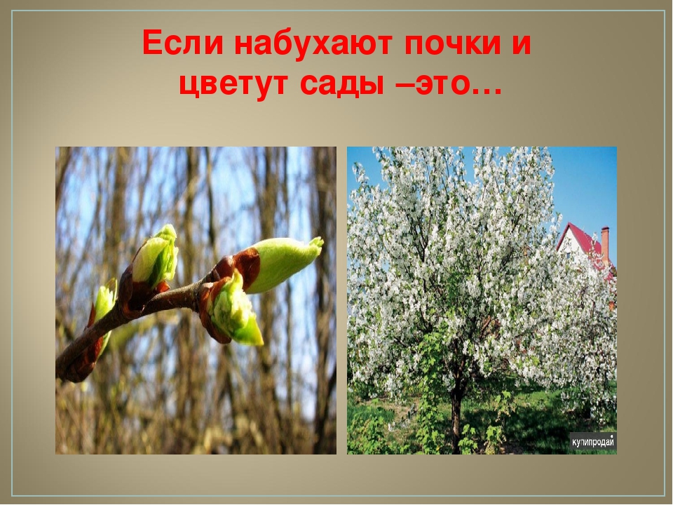 Викторина для детей старшего дошкольного возраста "ЭРУДИТ"